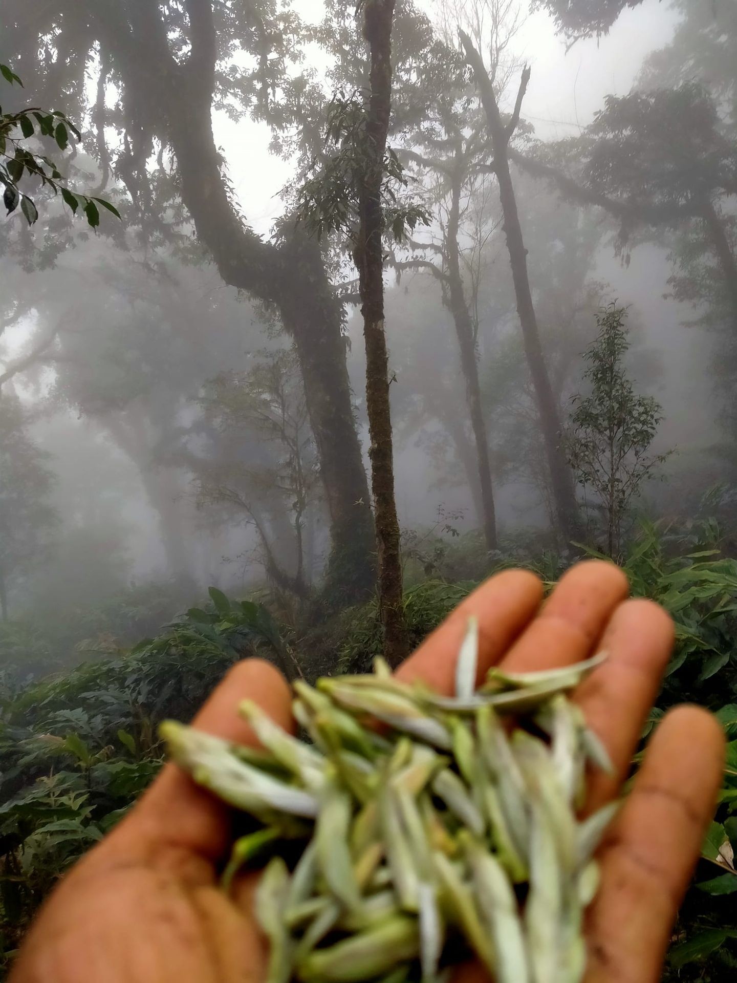 Ancient snow shan tea mountains